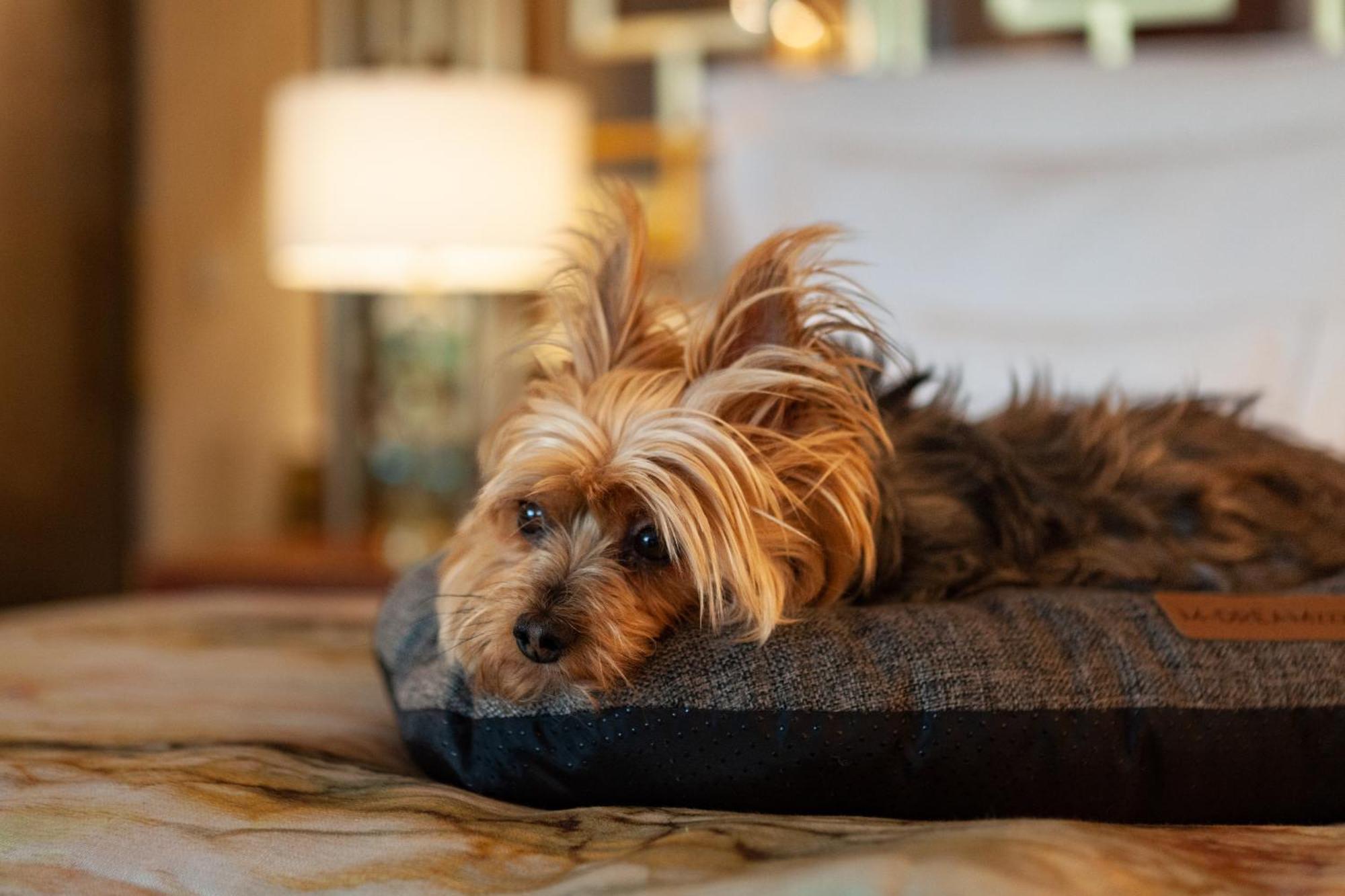 Wine & Books Lisboa Hotel Экстерьер фото A Yorkshire Terrier